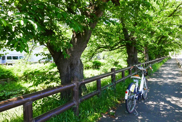 【永代供養墓普及会】川越の歴史散策するならサイクリングで！
