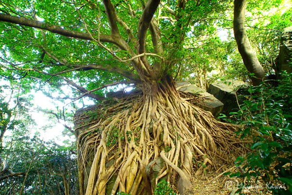 【LINEトラベルjp】みなぎる生命力!「天草のラピュタ」西平椿公園のアコウの木