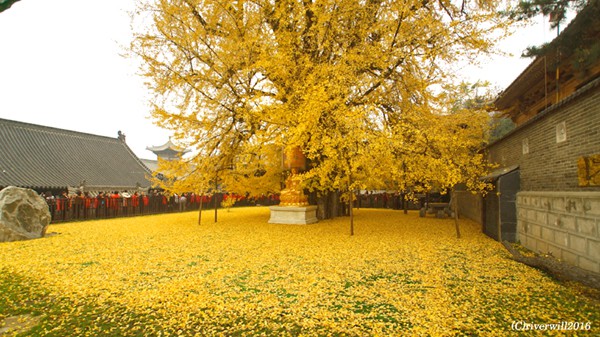 【Compathy Magazine】目が眩むほどの黄金絨毯！中国全土から観光客が押し寄せる西安古寺の千年銀杏樹