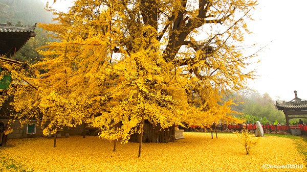 【Compathy Magazine】目が眩むほどの黄金絨毯！中国全土から観光客が押し寄せる西安古寺の千年銀杏樹