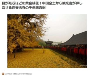 【Compathy】目が眩むほどの黄金絨毯！中国全土から観光客が押し寄せる西安古寺の千年銀杏樹