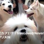 【トラベルjp】バンコクに犬カフェ!?「TrueLove@Neverland」は犬好き必見モフリ天国