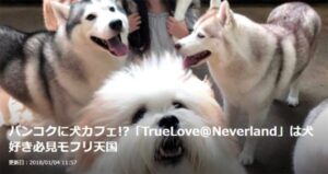【トラベルjp】バンコクに犬カフェ!?「TrueLove@Neverland」は犬好き必見モフリ天国