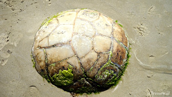 【Compathy Magazine】海にあらわれた奇岩ミステリー！丸い球体のモエラキ・ボールダーズ
