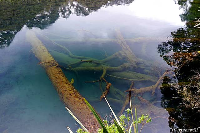 湖底に沈んだ倒木(ニュージーランド)