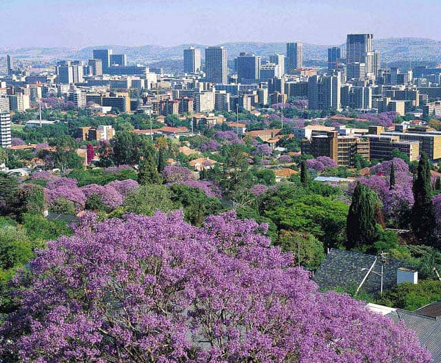 プレトリアのジャカランダ(南アフリカ共和国)