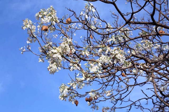 白のジャカランダ(南アフリカ共和国)