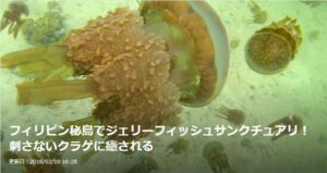 【トラベルjp】フィリピン秘島でジェリーフィッシュサンクチュアリ！刺さないクラゲに癒される