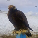 【世界の動物編】モンゴルといえばオオイヌワシ使いの鷹匠！Eagles in Mongolia