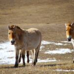 【世界の動物編】モンゴル草原に生きる野生馬タヒ Takhi in Mongolia