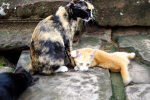 【世界の動物編】神々の庭に棲みつくにゃんこファミリー Kitty in Cambodia