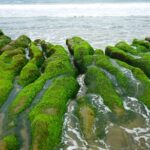【台湾】緑のベルベット絨毯が広がるビーチ「老梅石槽」 Laomei Green Reef, Taiwan