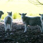 【世界の動物編】迷える羊たちの群れ Sheep in New Zealand