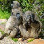 【世界の動物編】「このサル凶暴につき」南アのバブーン一家 Baboons in South Africa
