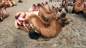 【世界の動物編】コブまで休眠状態のラクダたち Camels in India