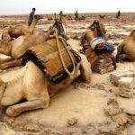 【世界の動物編】体脂肪率低めの超スリムなラクダさん Camels in Ethiopia