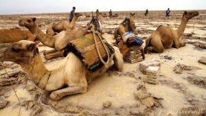 【世界の動物編】体脂肪率低めの超スリムなラクダさん Camels in Ethiopia
