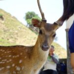 【世界の動物編】台湾の奈良公園・鹿シカパラダイス Deer in Taiwan