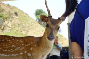 【世界の動物編】台湾の奈良公園・鹿シカパラダイス Deer in Taiwan