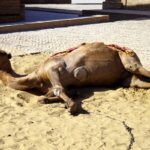 【世界の動物編】職務放棄のふて寝ラクダにいさん Camels in Uzbekistan