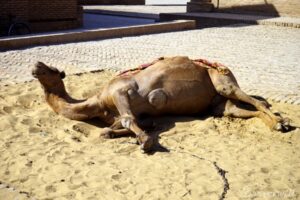 【世界の動物編】職務放棄のふて寝ラクダにいさん Camels in Uzbekistan