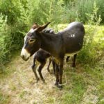 【世界の動物編】 ひだまりの中たたずむロバさん親子 Donkeys in Tajikistan