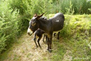 【世界の動物編】 ひだまりの中たたずむロバさん親子 Donkeys in Tajikistan