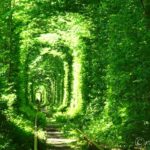 【ウクライナ】死ぬまでに一度は見たい絶景！「愛のトンネル」 Tunnel of Love, Ukraine