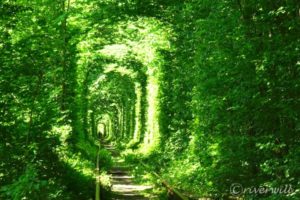 【ウクライナ】死ぬまでに一度は見たい絶景！「愛のトンネル」 Tunnel of Love, Ukraine