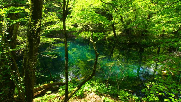【たびこふれ】青森県と秋田県をまたがる世界遺産「白神山地」の十二湖散策コースをご紹介！