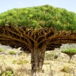 ソコトラ島トラベルガイド Socotra Travel Guide
