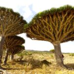 【Twitter】インド洋のガラパゴス！ソコトラ島の旅  2020/3/3～3/11 Socotra, Yemen