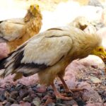 ソコトラ島ガイド　番外編～陸上の生物編　Socotra Guide Wildlife