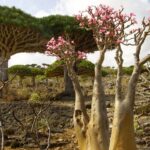 【イエメン】06-インド洋のガラパゴス！秘境ソコトラ島の旅～DAY3 龍血樹とボトルツリーの谷編 Socotra, Yemen