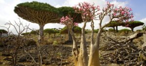 【イエメン】06-インド洋のガラパゴス！秘境ソコトラ島の旅～DAY3 龍血樹とボトルツリーの谷編 Socotra, Yemen