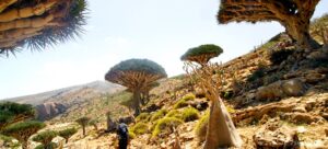 【イエメン】16-インド洋のガラパゴス！秘境ソコトラ島の旅～DAY6 ホムヒル自然保護区とホムヒル・プール編 Socotra, Yemen