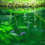 【トラベルjp】鯉が宙を舞う!?栃木佐野の名水「出流原弁天池」がジブリの世界