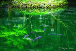 【トラベルjp】鯉が宙を舞う!?栃木佐野の名水「出流原弁天池」がジブリの世界