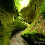 【トラベルjp】緑のベールに包まれた知られざる北海道の秘境！「苔の回廊」