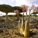 【イエメン】05-インド洋のガラパゴス！秘境ソコトラ島の旅～DAY2 フィルミン・フォレスト（龍血樹の森）編 Socotra, Yemen