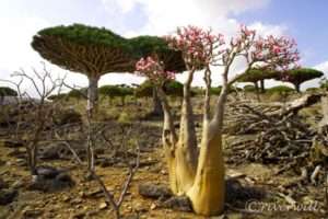【イエメン】05-インド洋のガラパゴス！秘境ソコトラ島の旅～DAY2 フィルミン・フォレスト（龍血樹の森）編 Socotra, Yemen