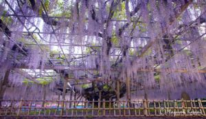 樹齢400年！絢爛豪華な大藤咲き誇る埼玉加須の玉敷神社