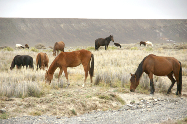  騎馬民族のカザフスタンならではの馬の放牧