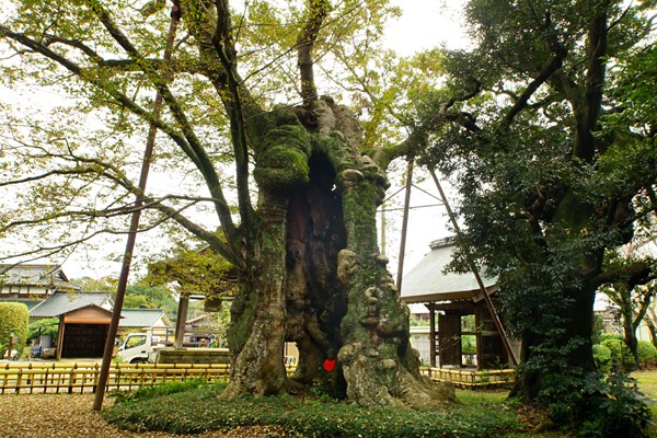 樹齢1600年といわれるケヤキの巨木
