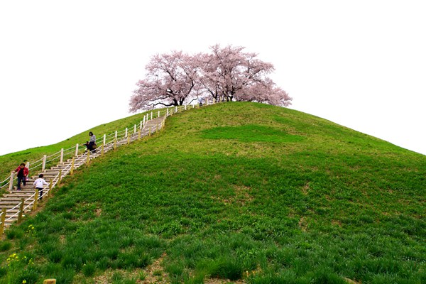 古墳の上にポツンと桜の木「さきたま古墳公園」