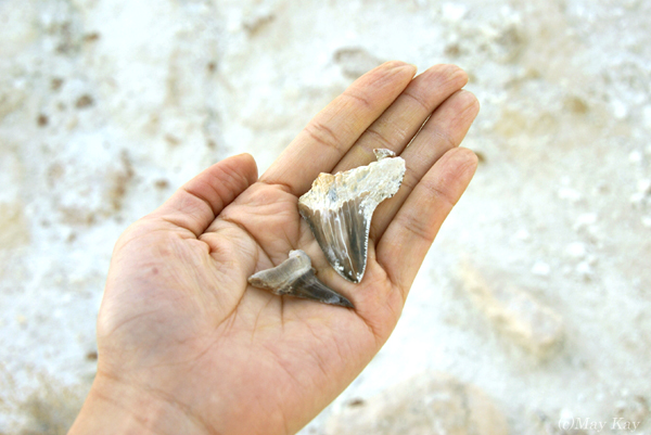 海の底の証拠を示す、古代サメの化石