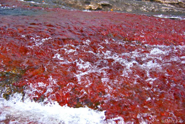 【キャノ・クリスタレス】浅い岩盤を赤い藻が覆っています