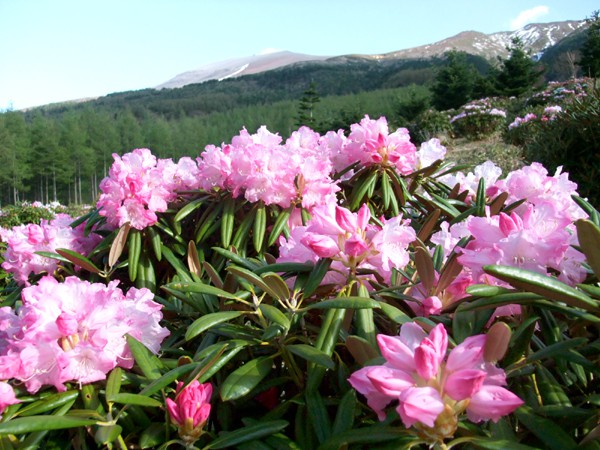 【ググっとぐんま】初夏の高原をゆく～愛妻の地・嬬恋村で天空の花畑を楽しもう
