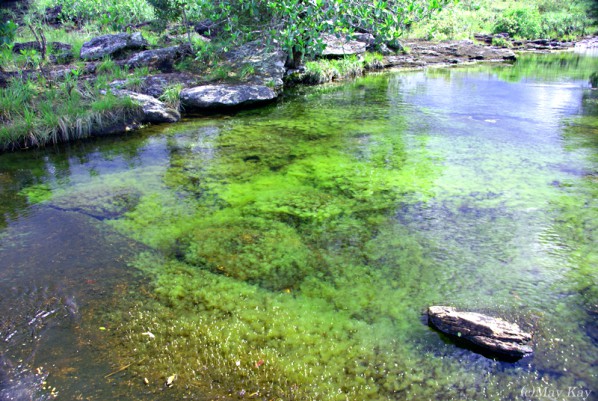 【キャノ・クリスタレス】緑の川も美しい