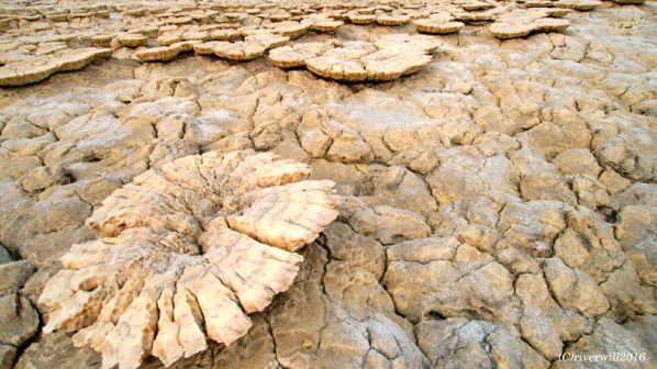 【エチオピア・ダナキル砂漠】ひらたけのような形の岩塩フラワー